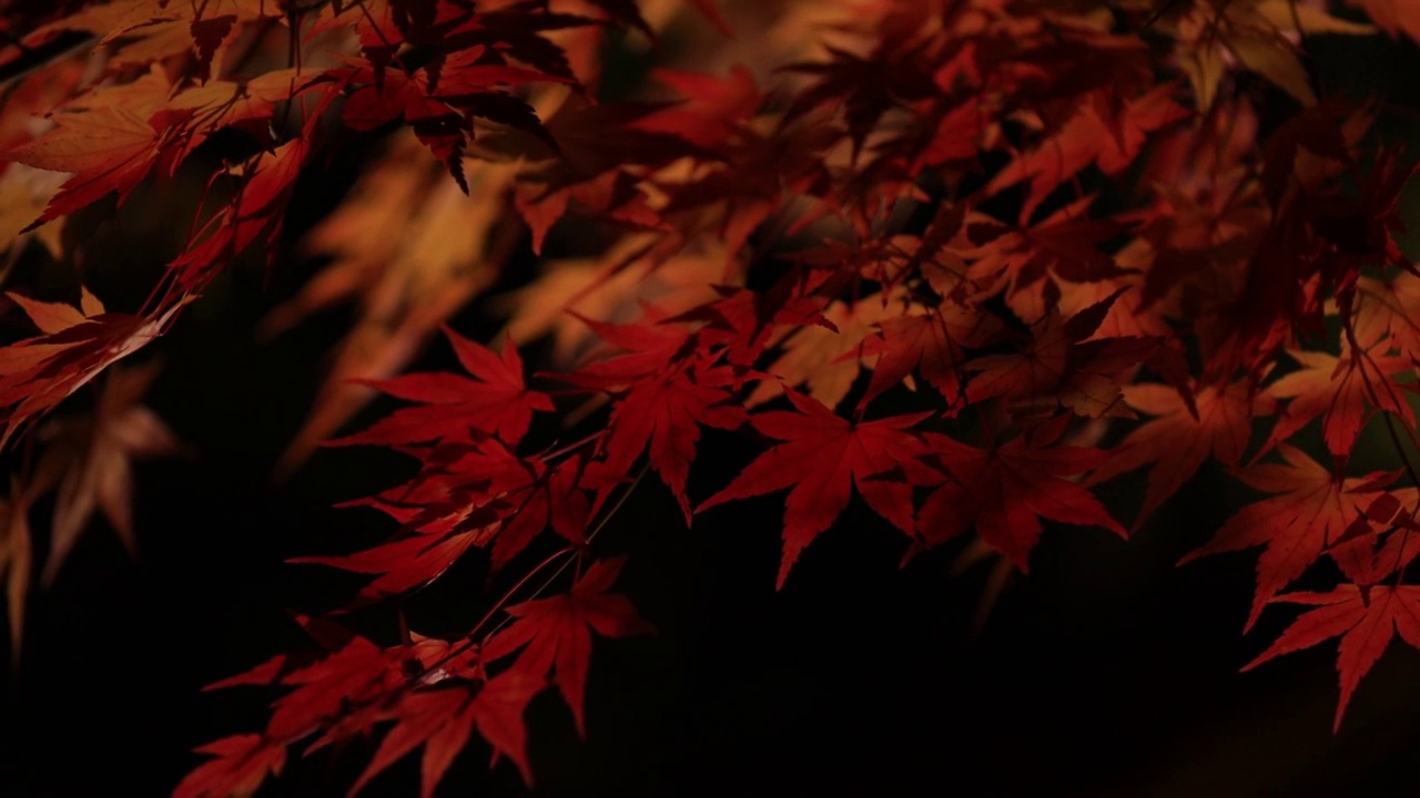 日本秋叶夜景视频素材