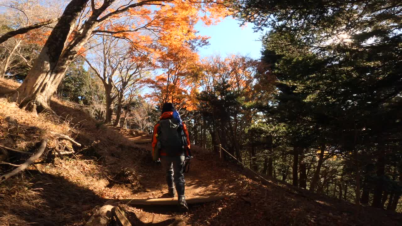 后视图的一个女人徒步旅行在一个秋天的山林视频素材