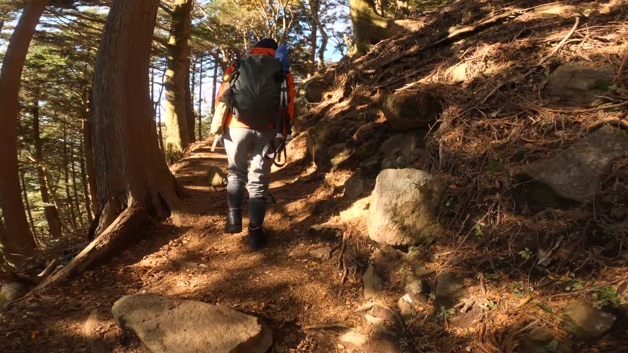 后视图的一个女人徒步旅行在一个秋天的山林视频素材