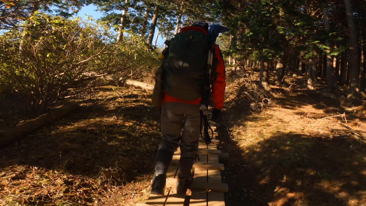 后视图的一个女人徒步旅行在一个秋天的山林视频素材