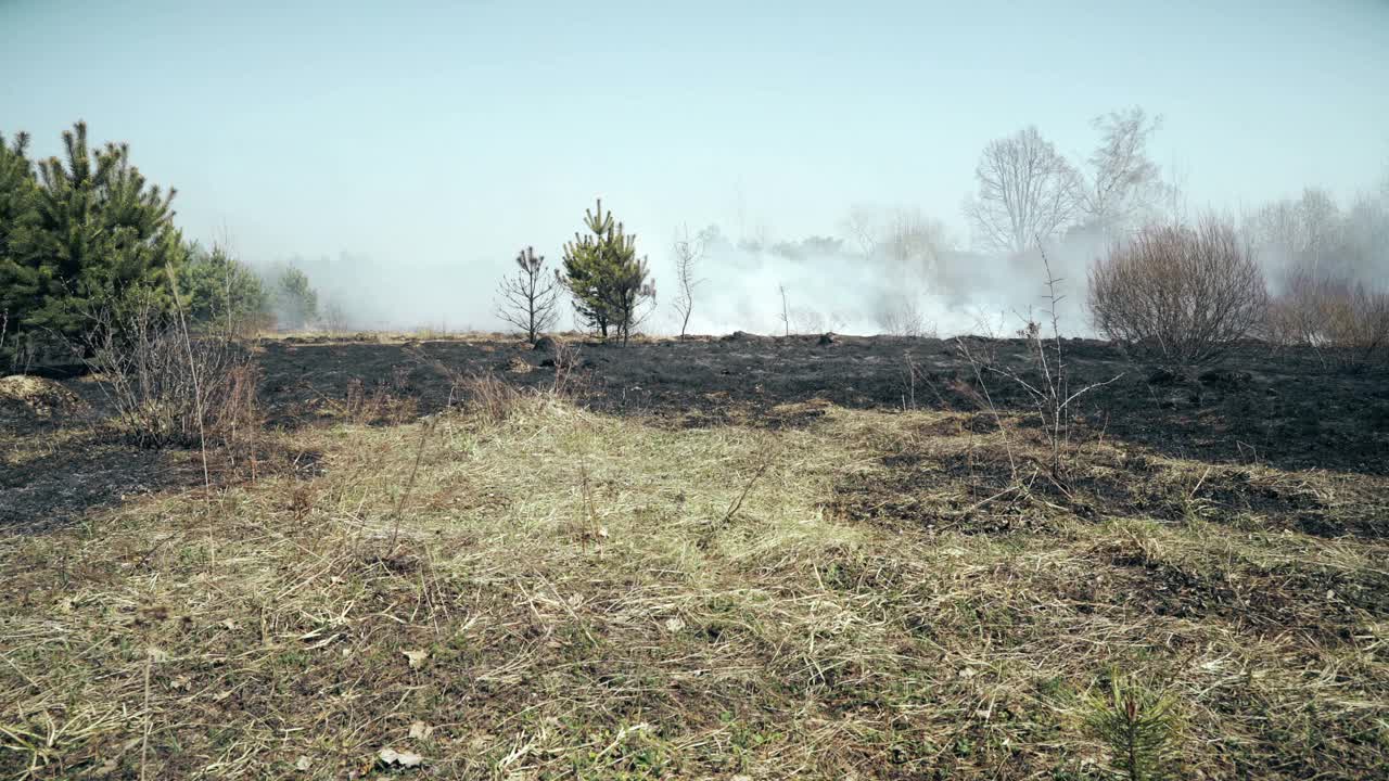 森林和田野野火后，黑地，灰烬，烟雾，危险的干旱天气，生态灾难，灾难，全球变暖，环境破坏视频素材