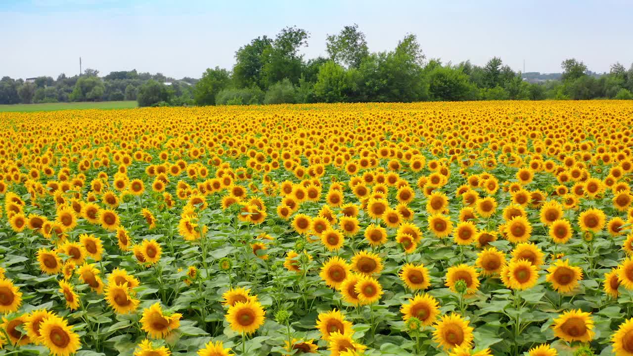 夏日乡村向日葵景观。耕种美丽的夏日田野。视频素材