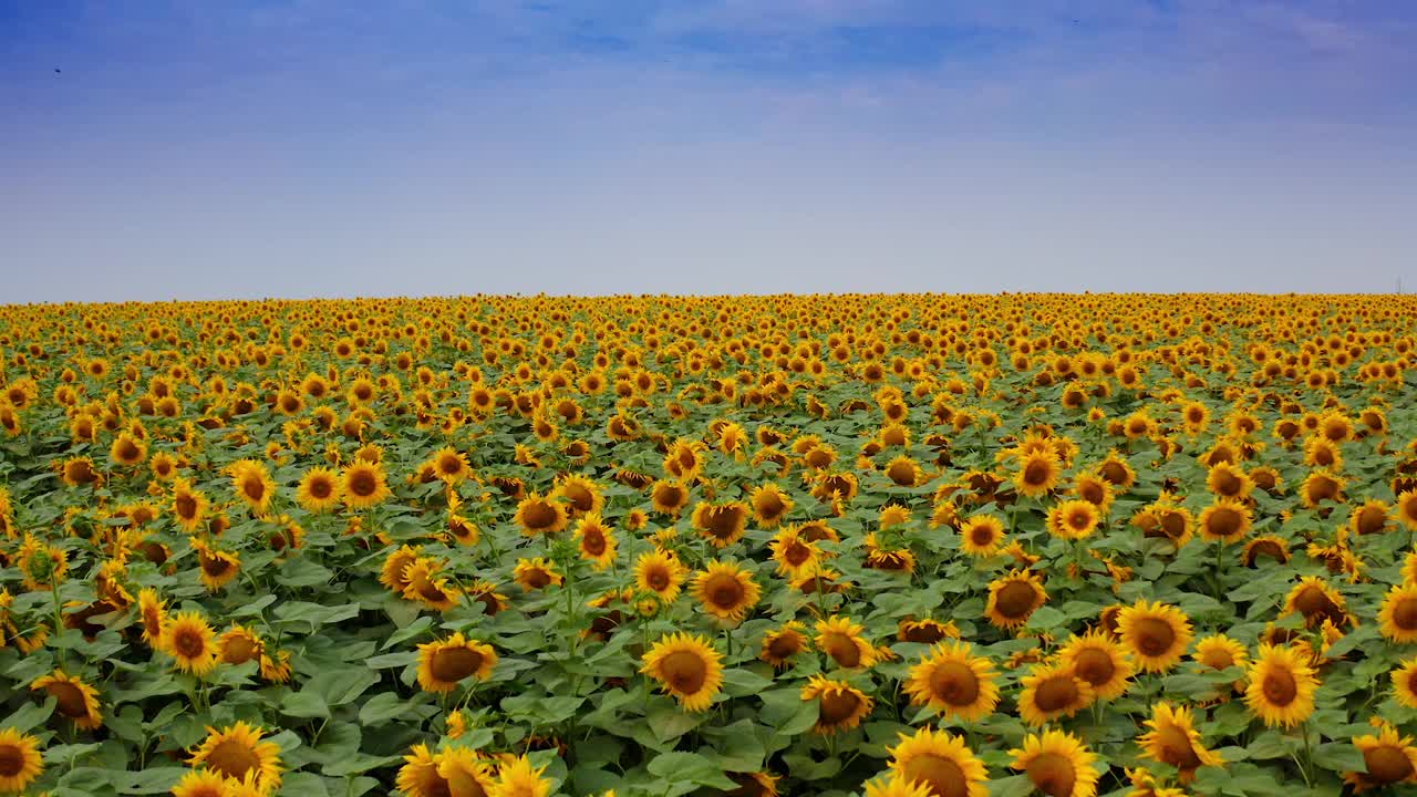 俯视图农田与盛开的向日葵。夏季景观有大黄农场向日葵田。视频素材