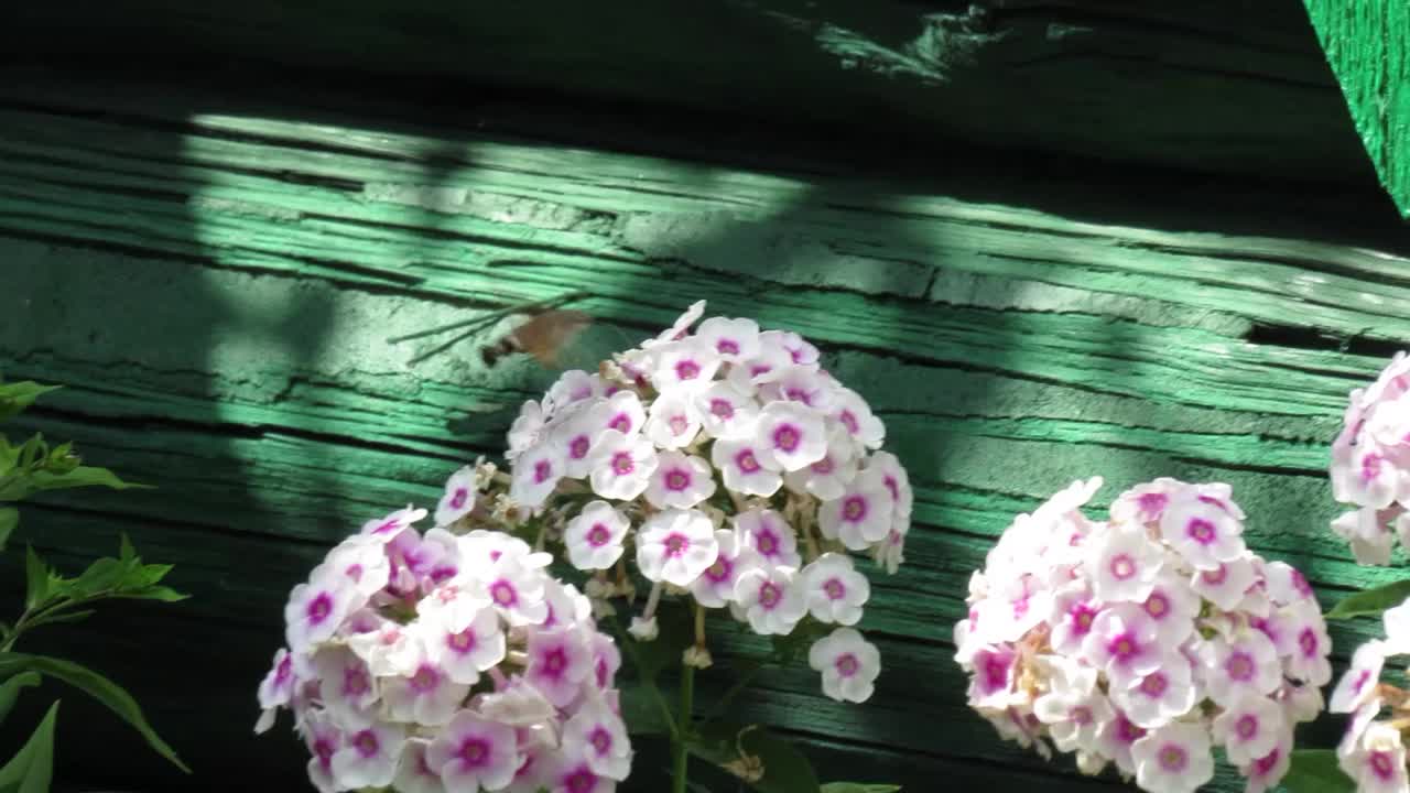 鹰蛾飞来采集花蜜视频素材