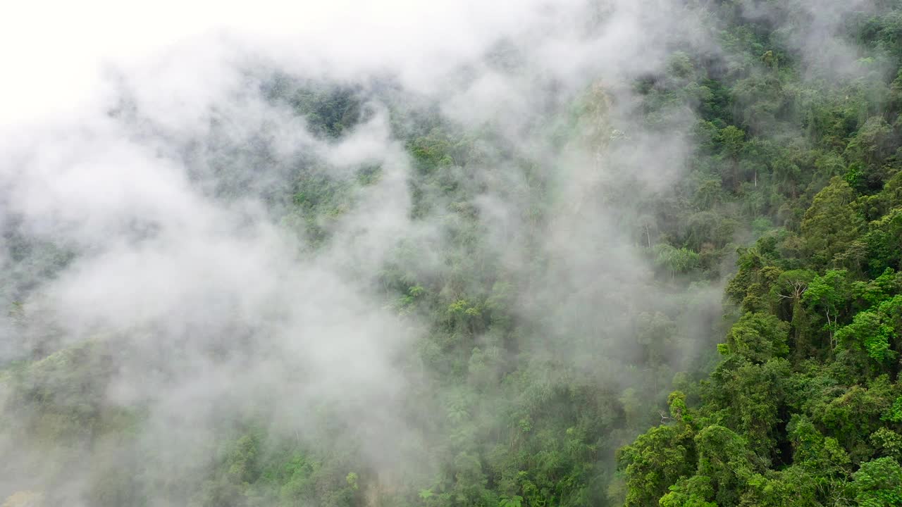 雨云覆盖了绿色森林山的山顶。热带气候中的雨云视频素材