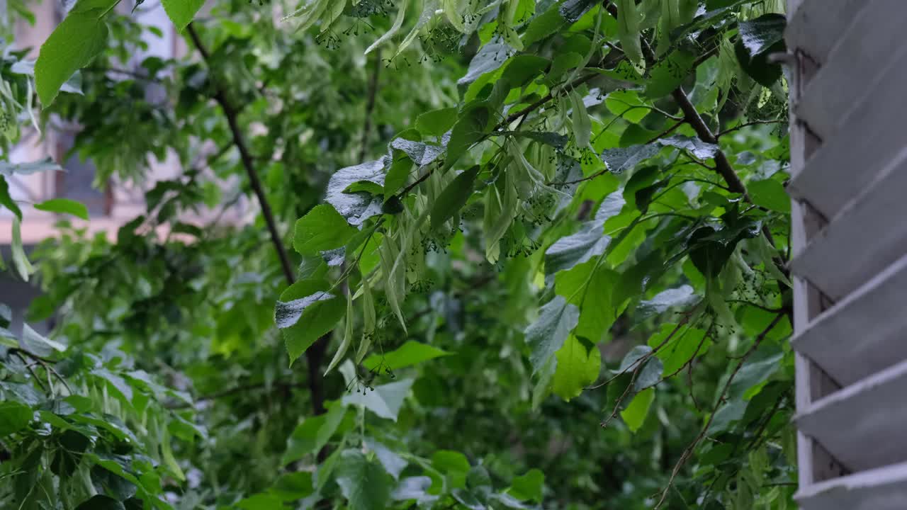 窗外下雨了。绿色的菩提树叶子上覆盖着点点春雨视频素材