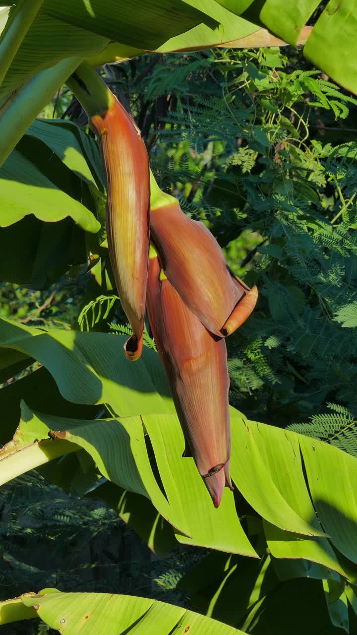 农业花园里的香蕉花。视频素材