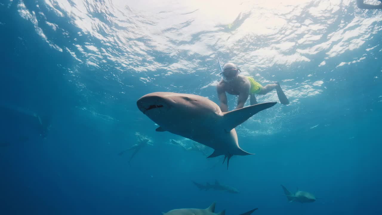 和鲨鱼一起游泳。在热带海域，一名男子与护士鲨(Ginglymostoma cirratum)一起游泳视频素材