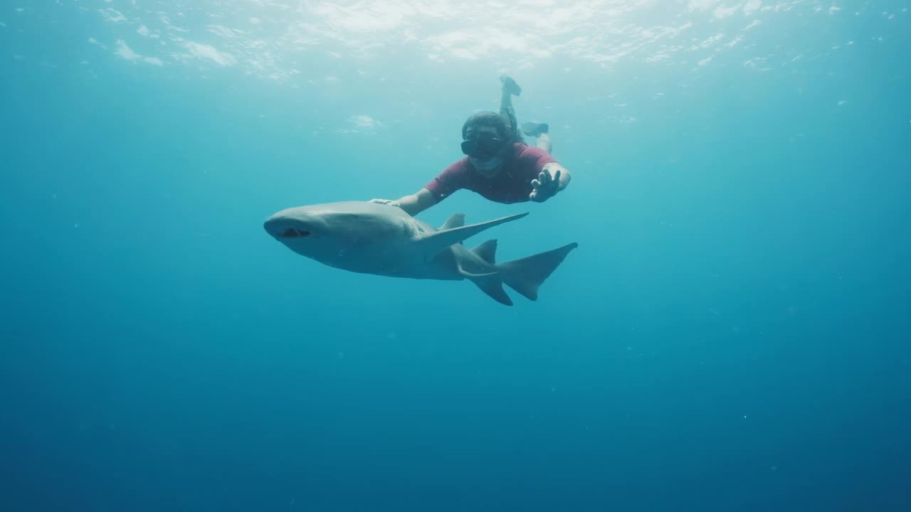 和鲨鱼一起游泳。在热带海域，一名男子与护士鲨(Ginglymostoma cirratum)一起游泳视频素材