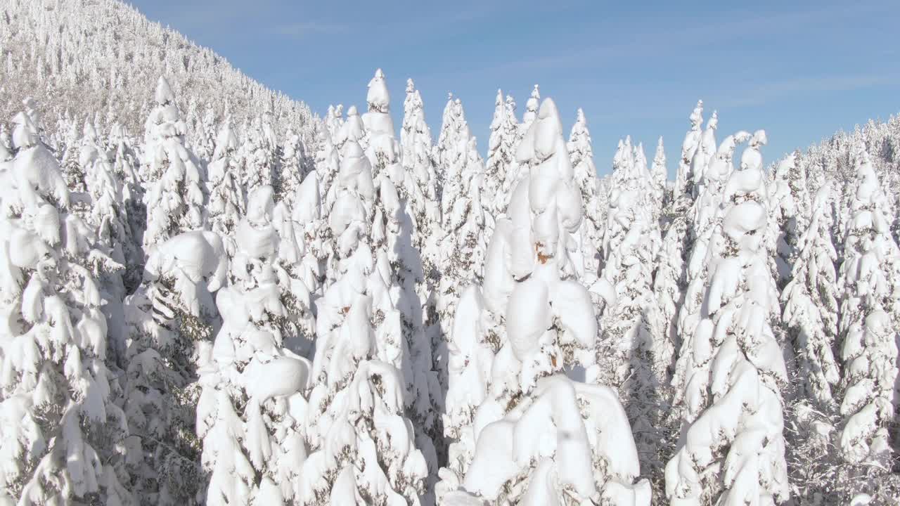 航拍:无人机拍摄的松树树梢上覆盖着新鲜的粉状雪。视频素材