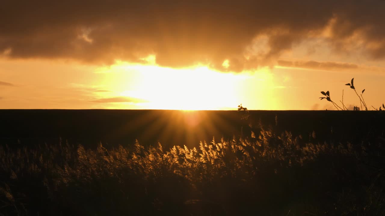 地平线上，一个人从夕阳中走出来的剪影，前面是草视频下载