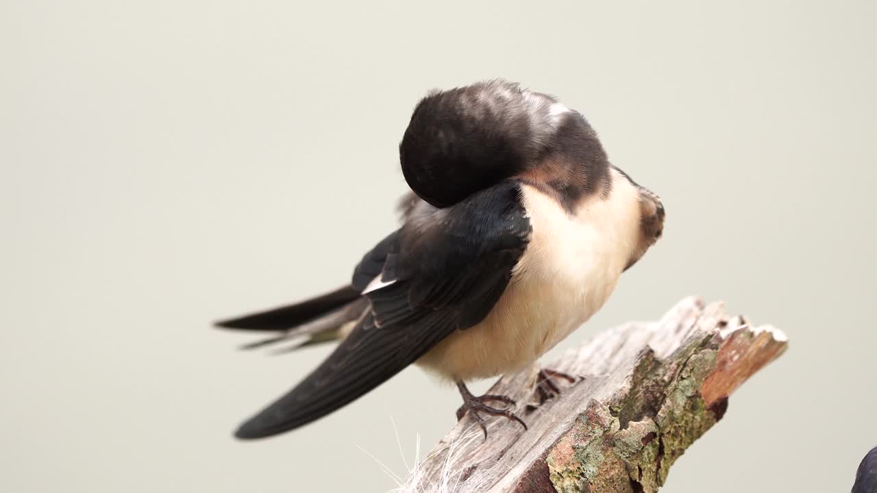 小谷仓燕子(Hirundo rustica)坐在树枝上视频素材