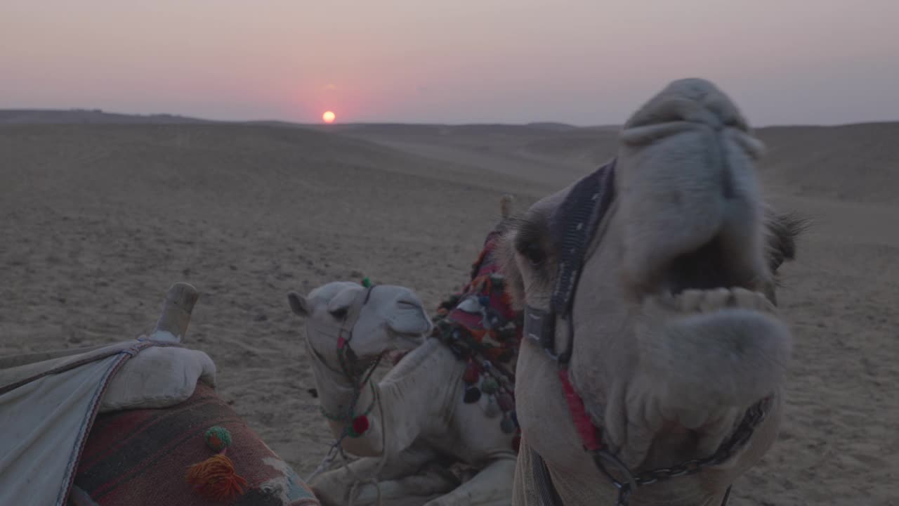 夕阳在沙漠里，骆驼躺在沙滩上。埃及视频素材