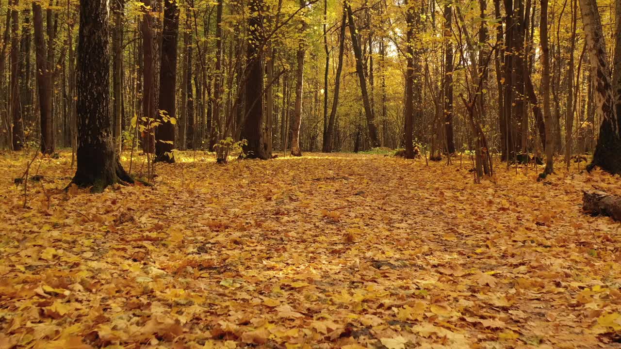 在一个温暖的阳光明媚的日子里，金黄明亮的树叶洒满了秋天的森林。无人机视频视频素材