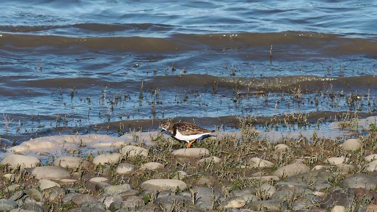 Ruddy Turnstone, Arenaria翻译在Walney岛，坎布里亚，英国。视频素材