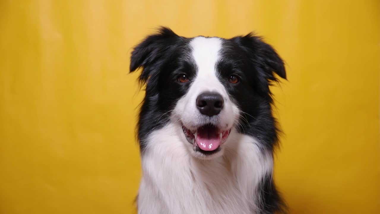 有趣的肖像可爱的小狗边境牧羊犬叫声孤立的黄色彩色背景。可爱的宠物狗。宠物动物生活理念视频素材