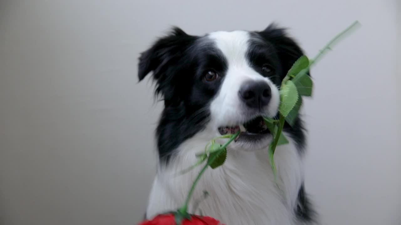 情人节的概念。有趣的肖像可爱的小狗边境牧羊犬持有红玫瑰花在嘴孤立在白色的背景。可爱的小狗在情人节送礼物视频素材