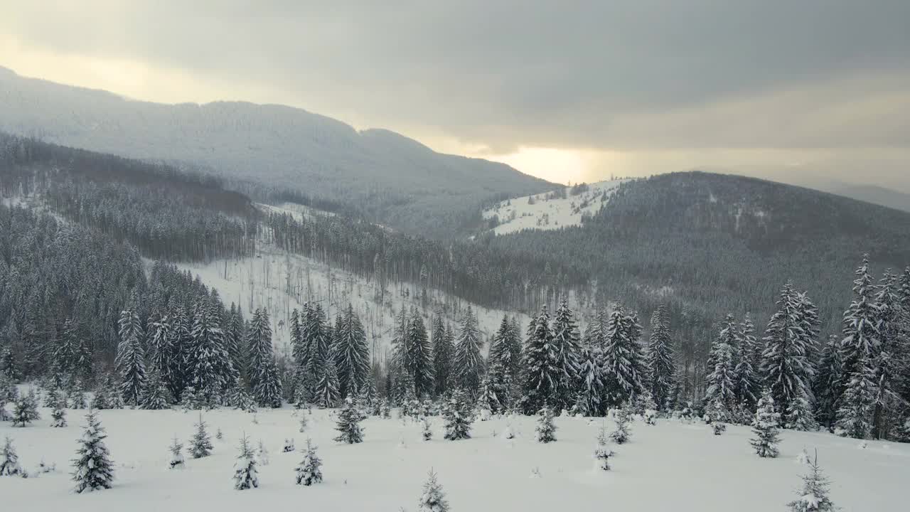 空中景观与常绿松树覆盖新鲜的雪在冬季降雪期间在寒冷的安静的晚上山地森林视频素材