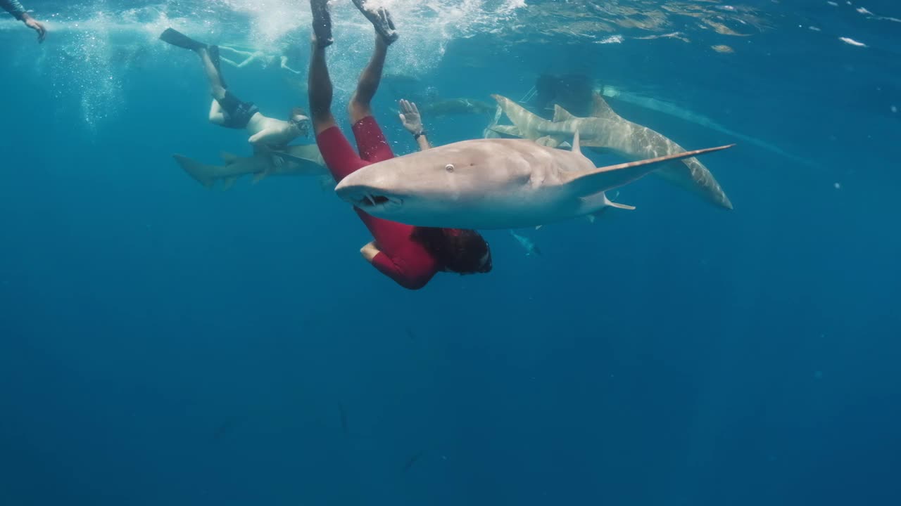 和鲨鱼一起游泳。在热带海域，两名男子与护士鲨(Ginglymostoma cirratum)一起游泳视频素材