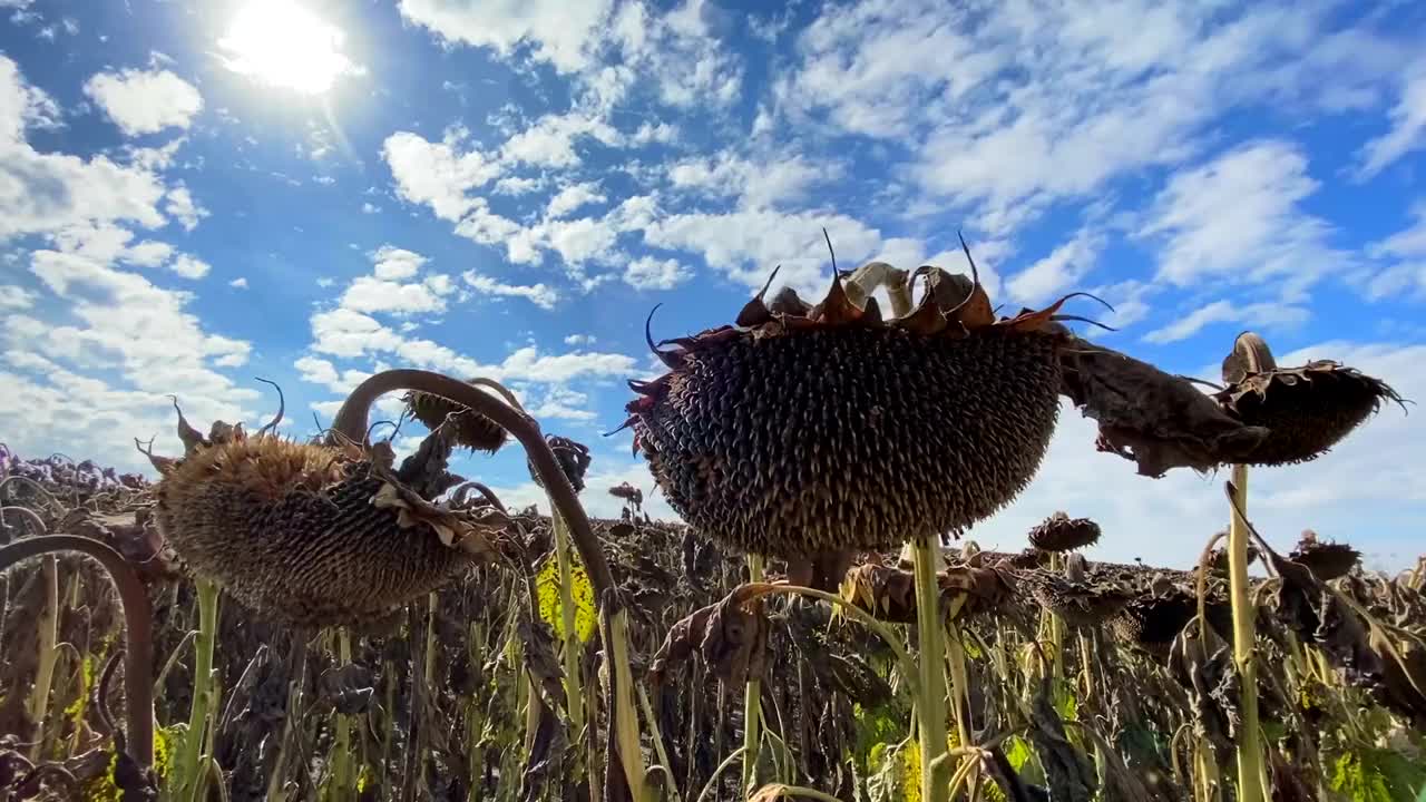 因全球气候变化而干渴的向日葵地。视频素材