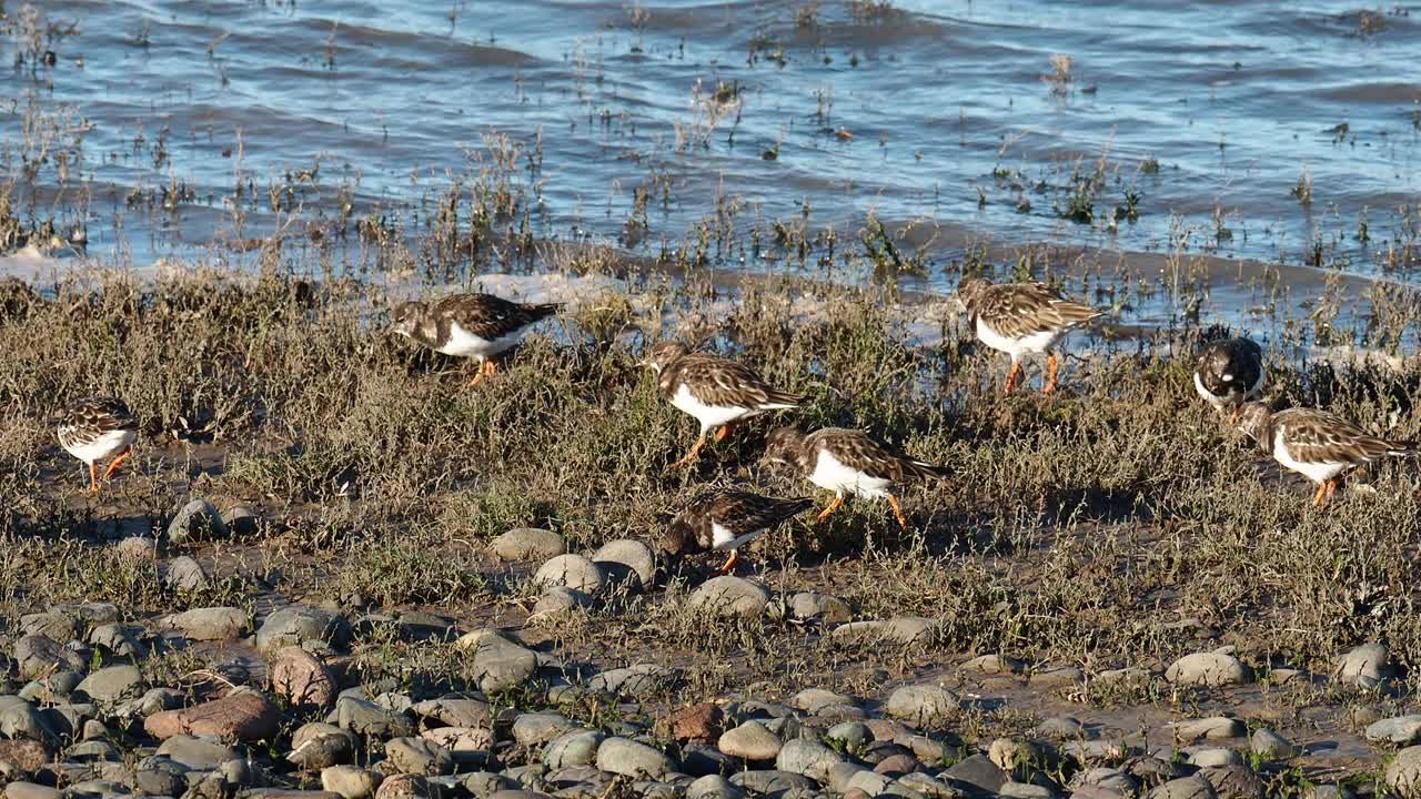 Ruddy Turnstone, Arenaria翻译在Walney岛，坎布里亚，英国。视频素材