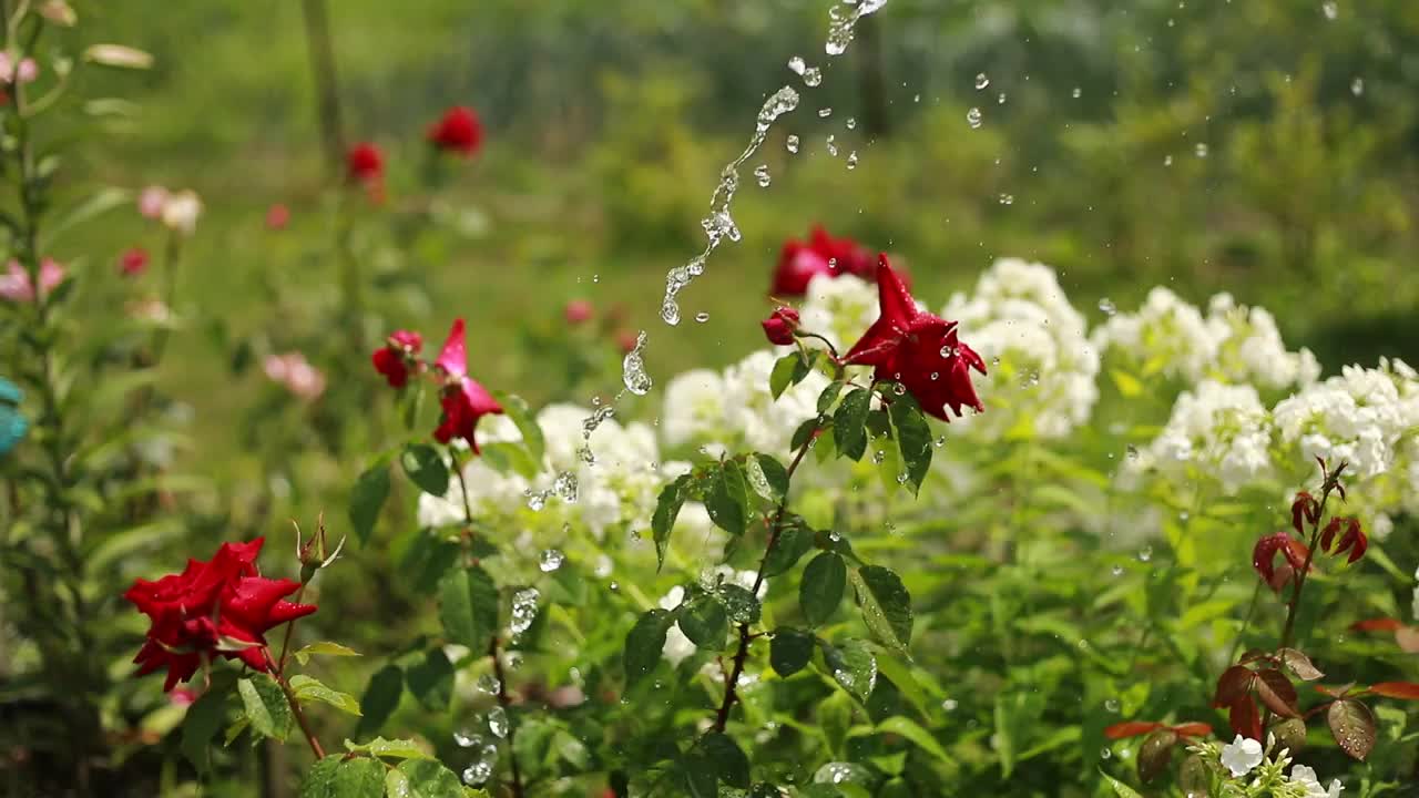 水滴下落:浇水的过程，美丽的盛开的花朵-红色的玫瑰在公园，花园。园林、开花、自然、花卉、装饰理念。花园用软管洒水器喷水。视频素材