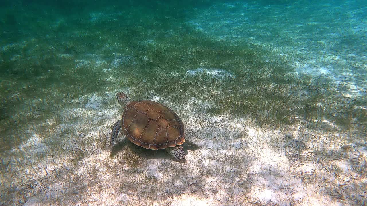 巴哈马拿骚，2021年左右:在巴哈马群岛，海龟在水下游泳。视频素材