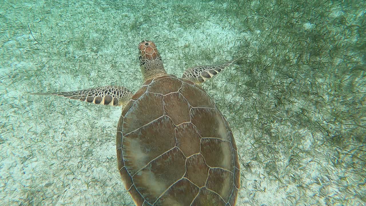 巴哈马拿骚，2021年左右:在巴哈马群岛，海龟在水下游泳。视频素材