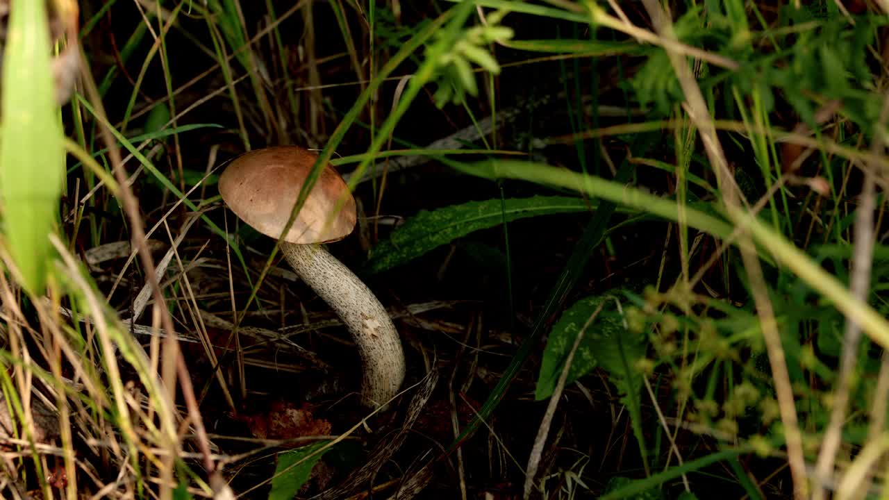 两棵桦树在草丛中抽芽。Leccinum versipelle。生态，热爱自然视频素材