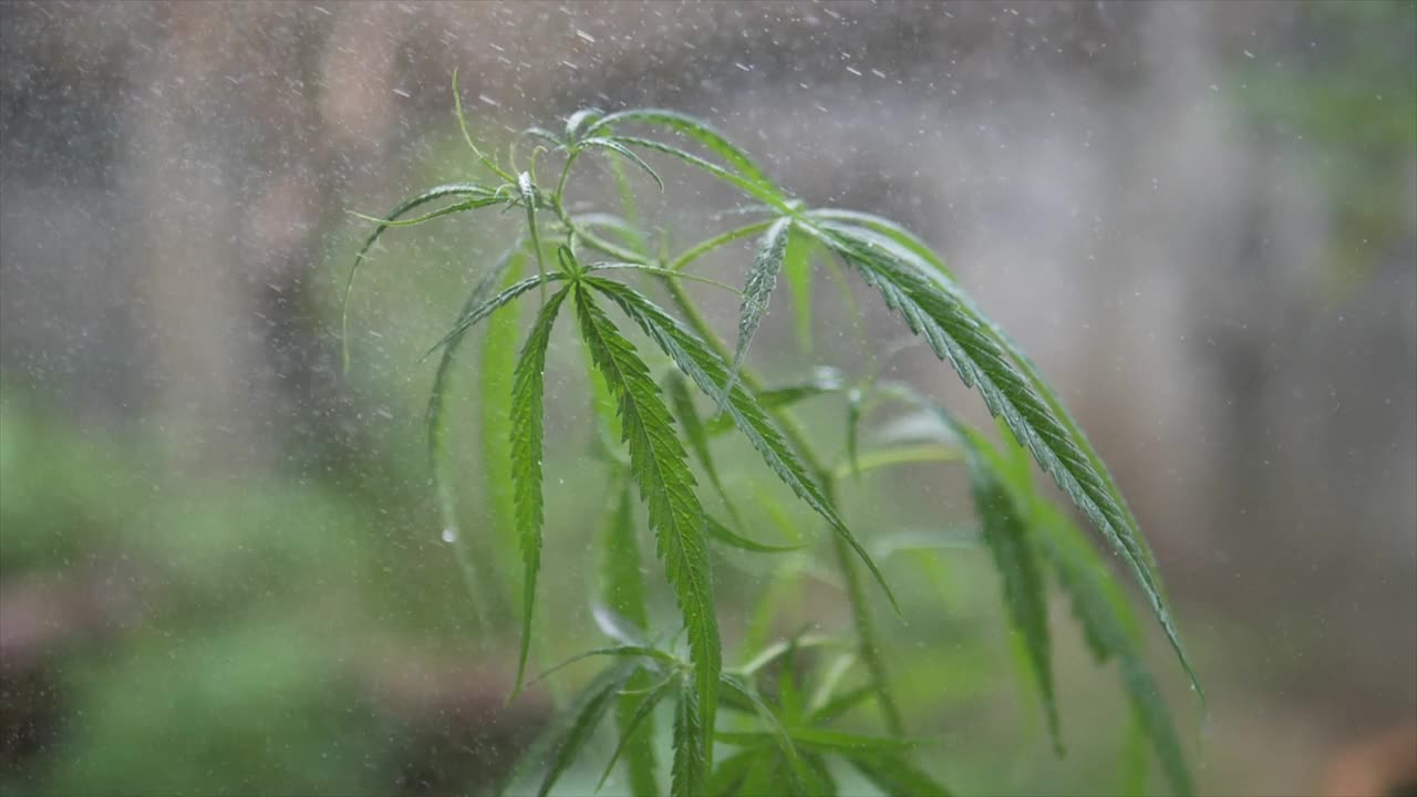 小大麻植物在花园里视频素材