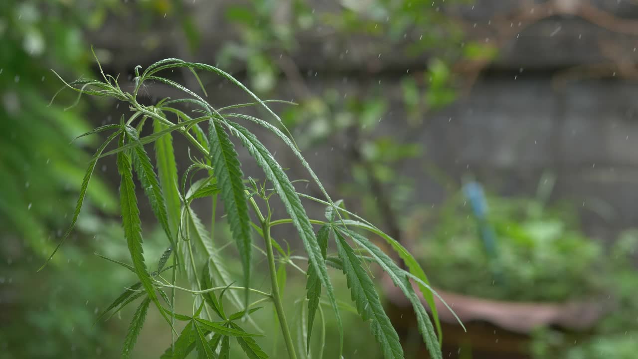 小大麻植物在花园里视频素材