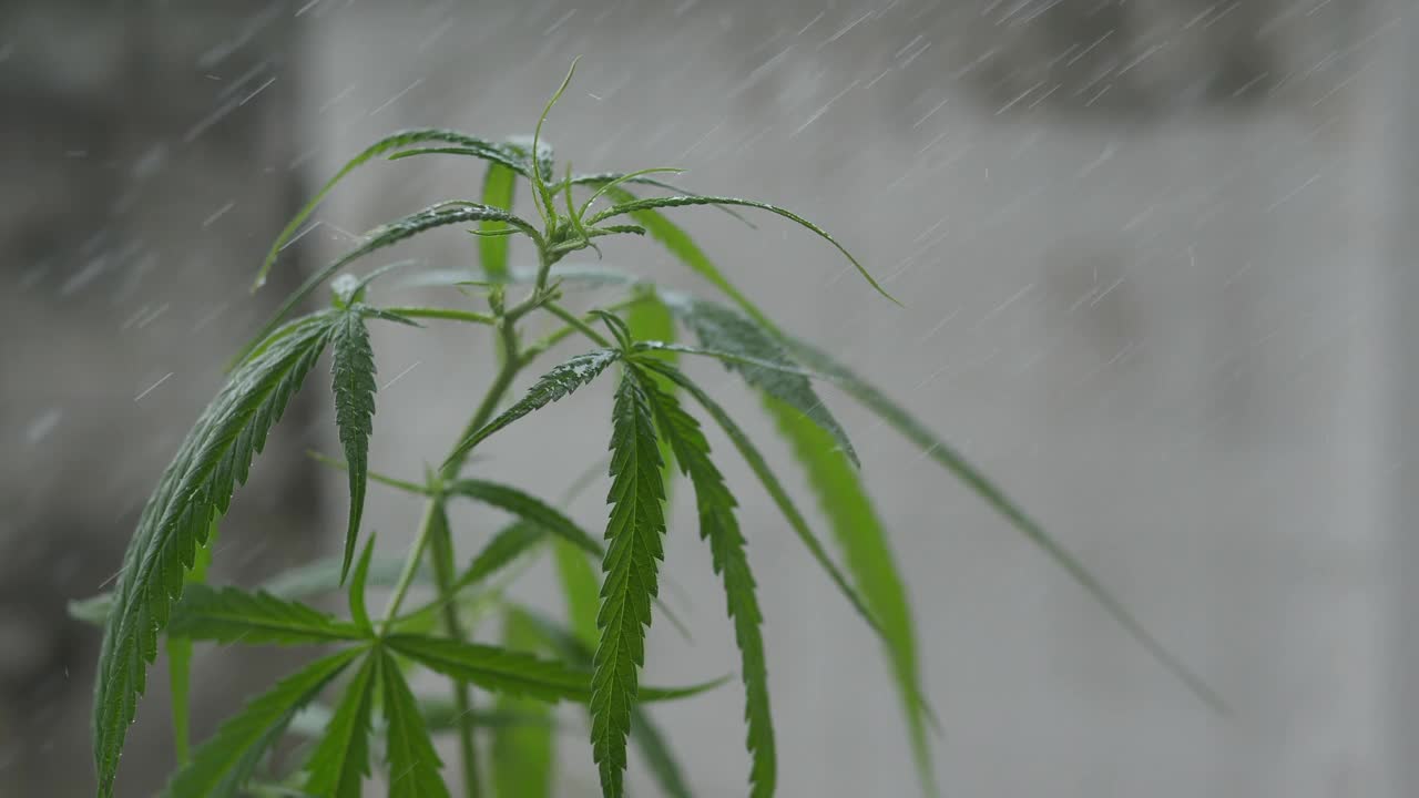 小大麻植物在花园里视频素材