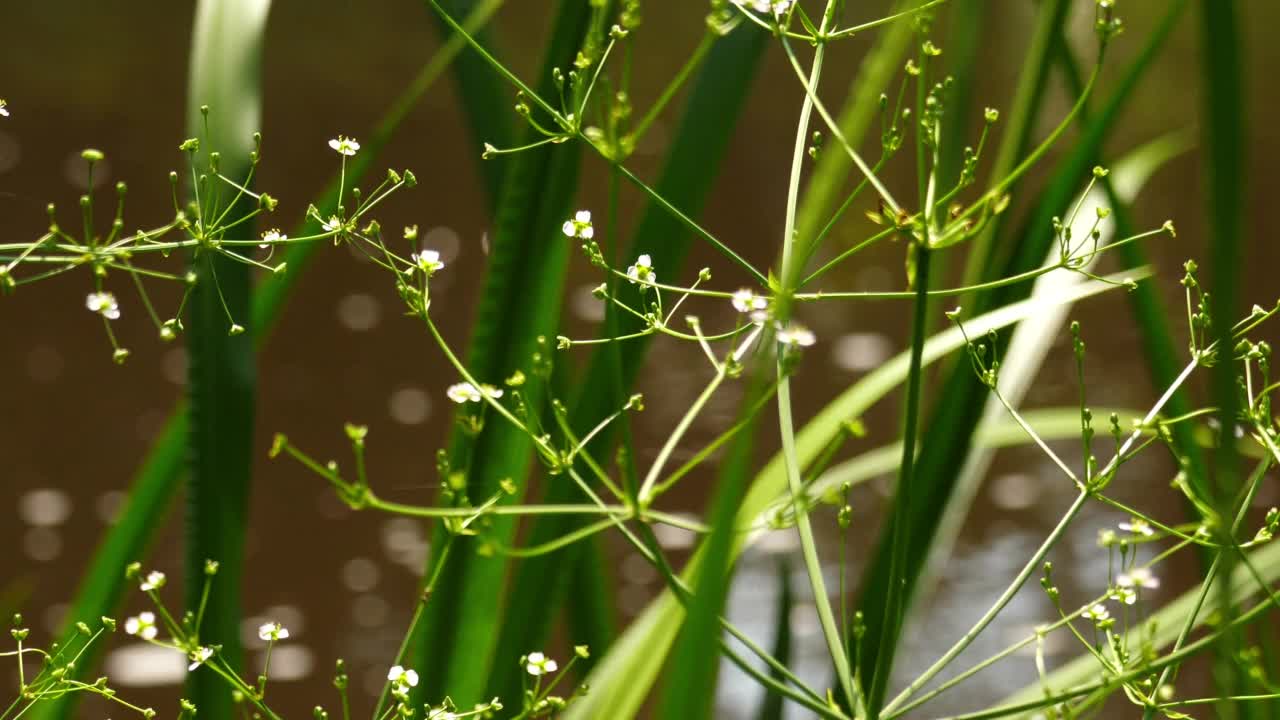 河边长着芦苇和小白花。视频素材