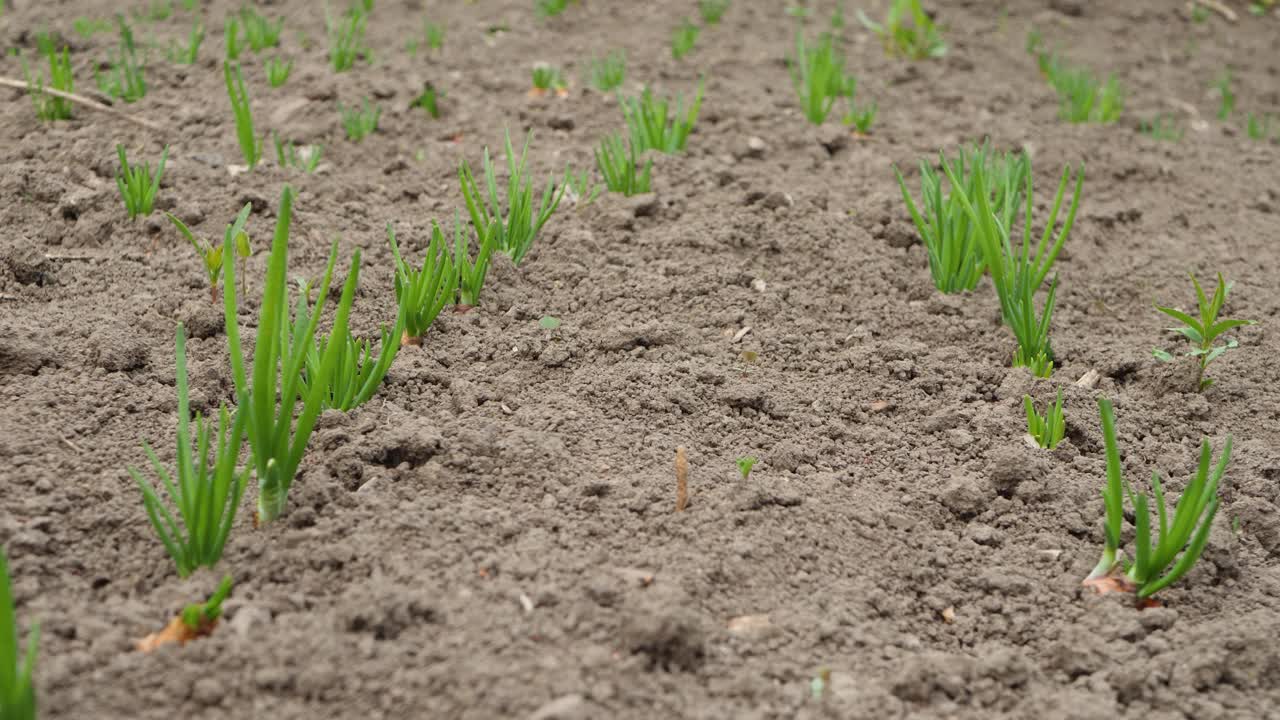 田地成熟的绿色洋葱准备收获在有机蔬菜园视频素材