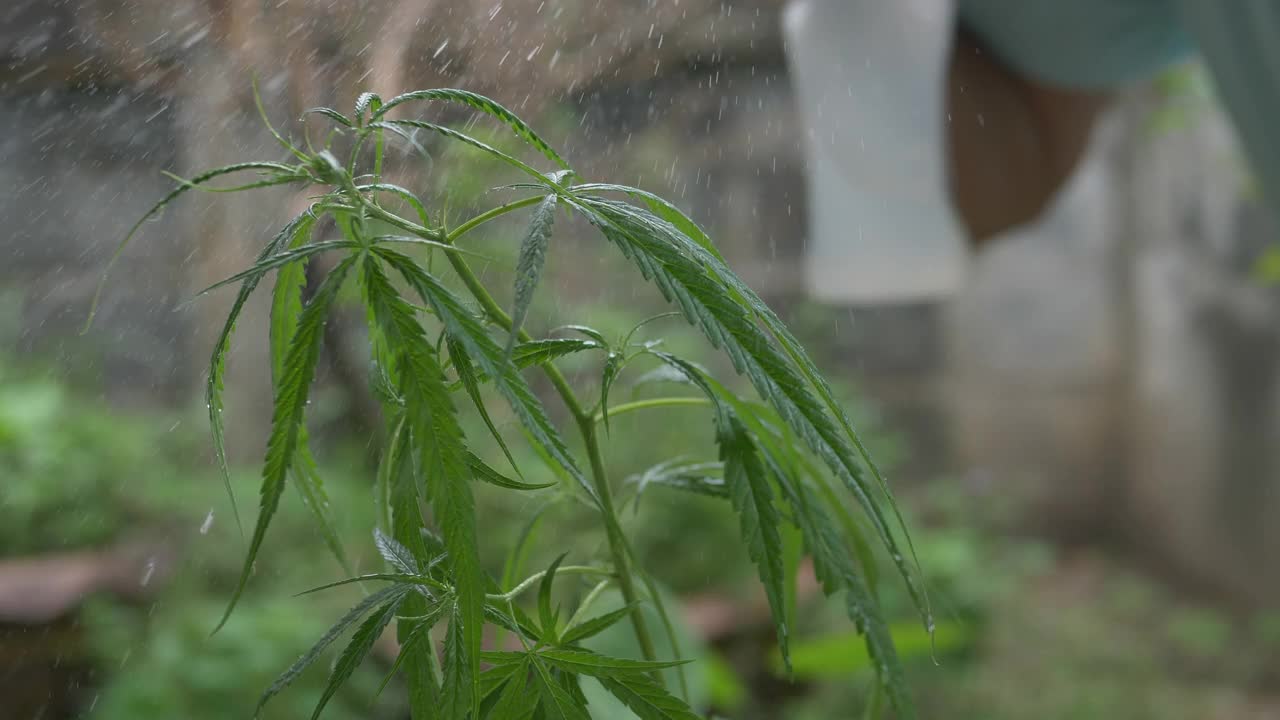 小大麻植物在花园里视频素材