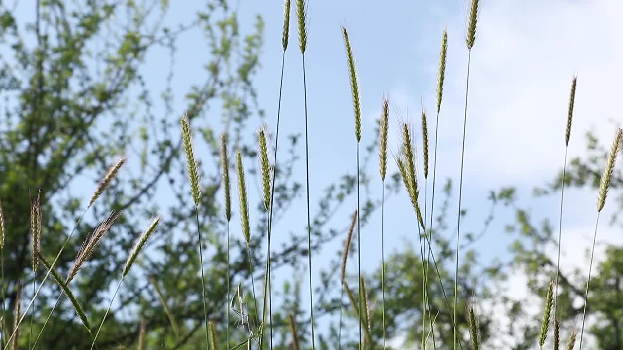 植物在风中摇曳视频下载