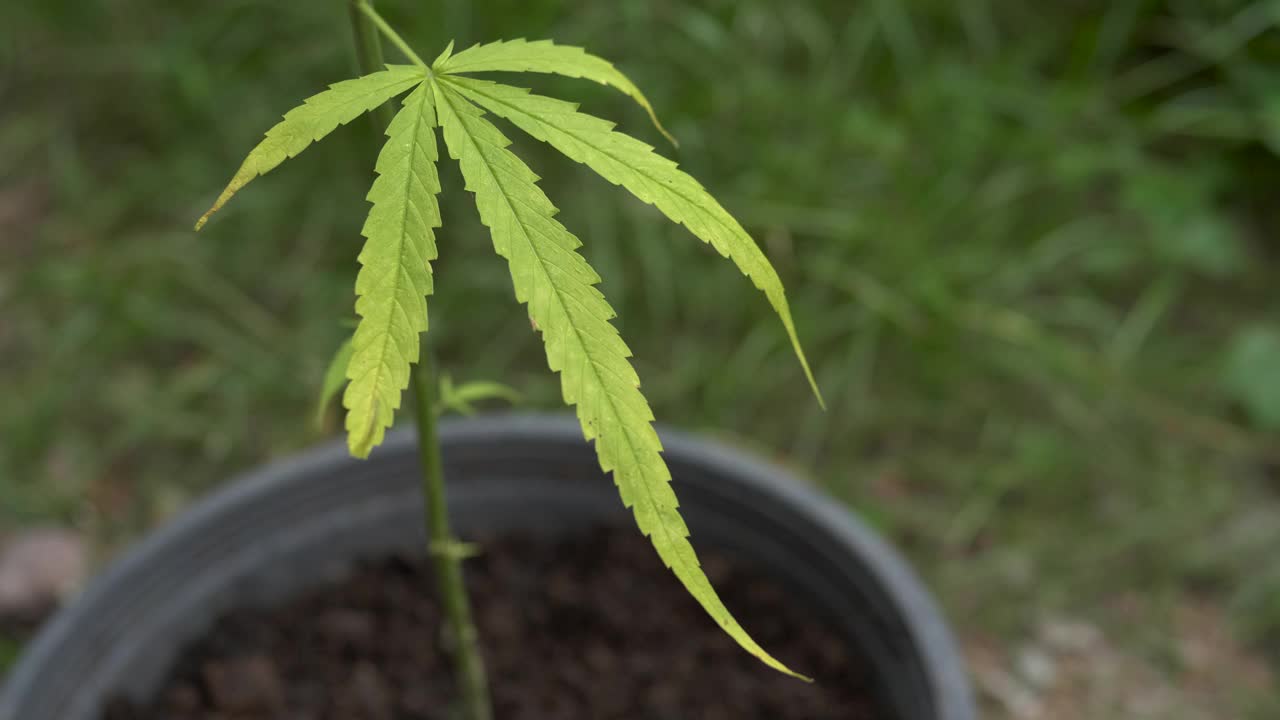 小大麻植物在花园里视频素材