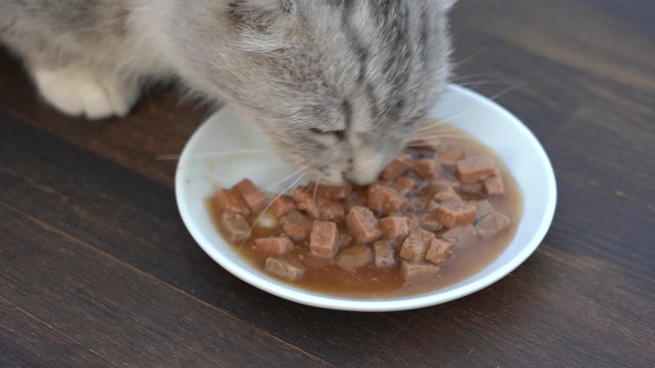 可爱的小灰猫吃湿食物从玻璃碗，近视频素材