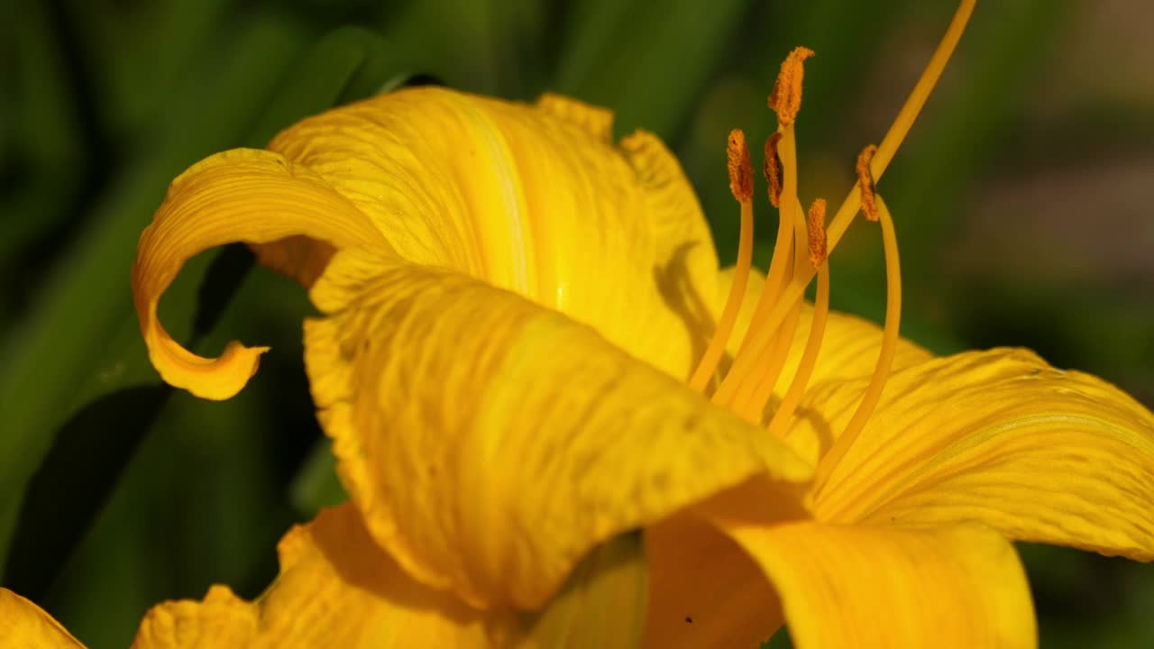 小蜜蜂从百合的雄蕊上收集花粉。视频素材