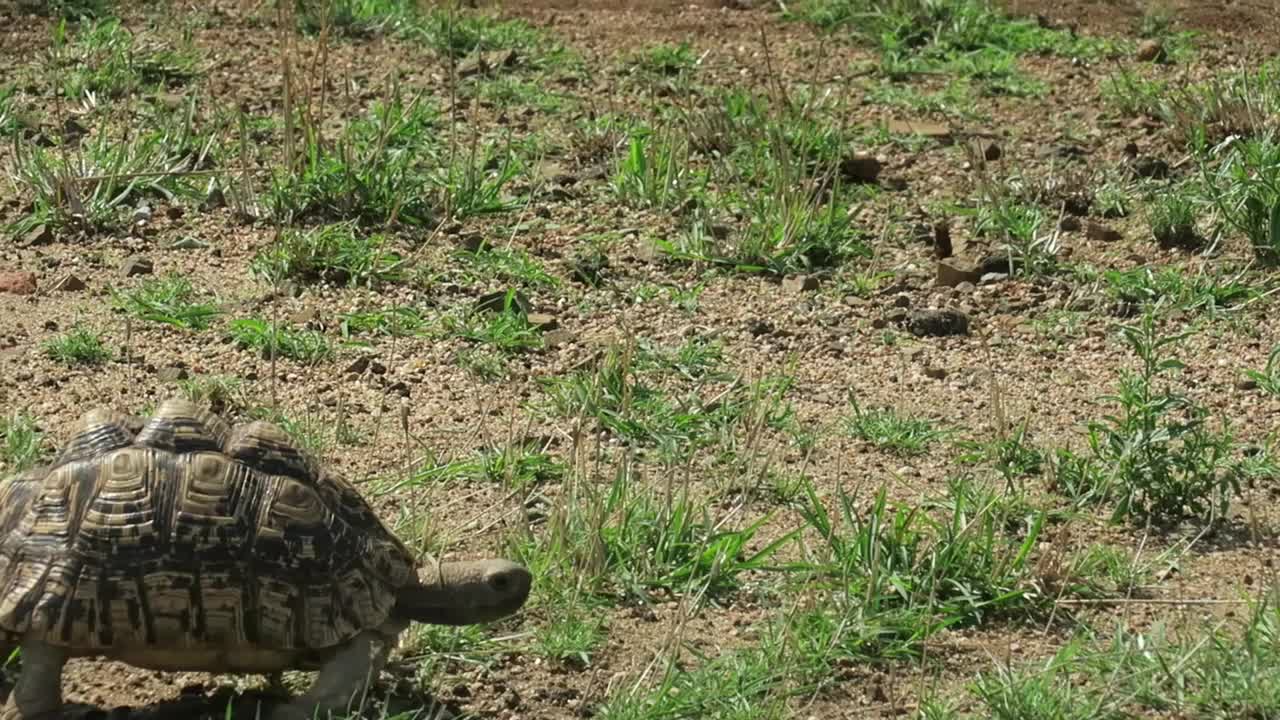 豹龟缓慢地穿过绿色的草地视频素材