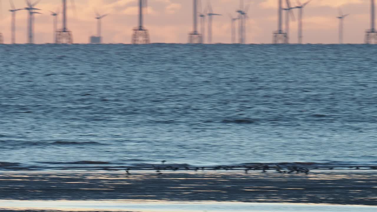 一群捕牡蛎者，ostralegu Haematopus沿着英国坎布里亚郡Walney岛的海岸飞行，后面是Walney海上风电场。视频素材