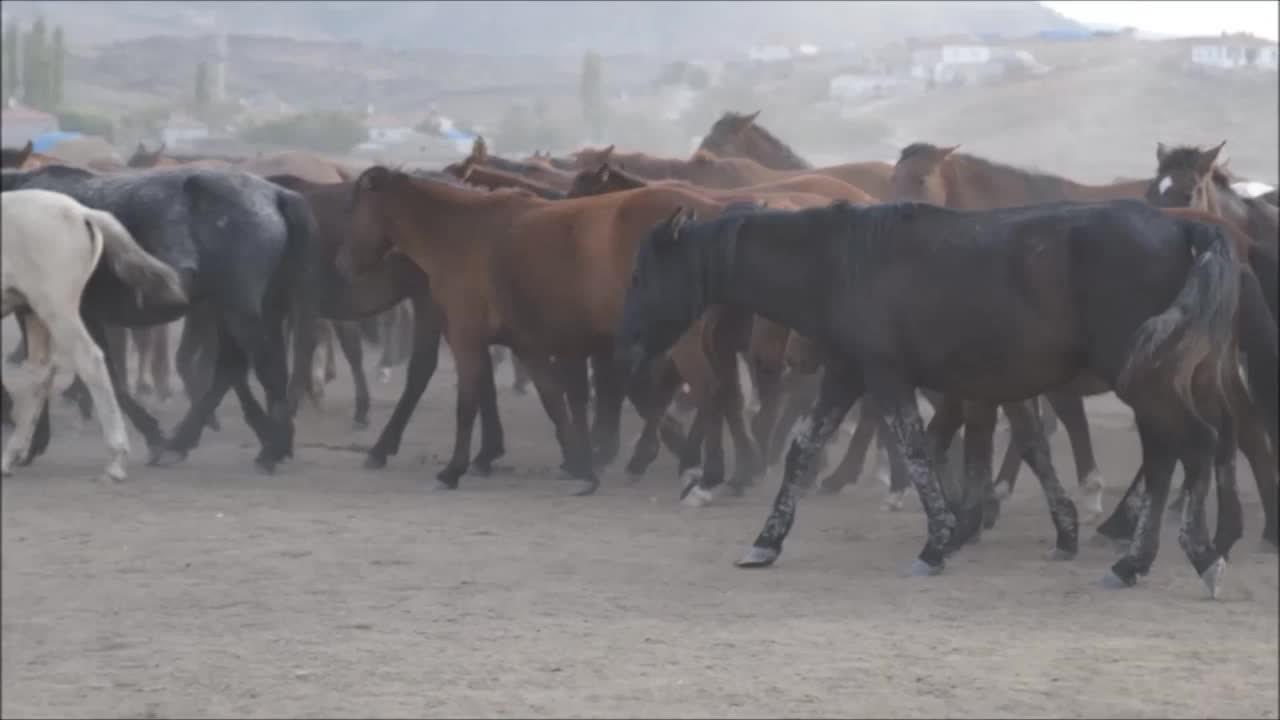 马视频素材