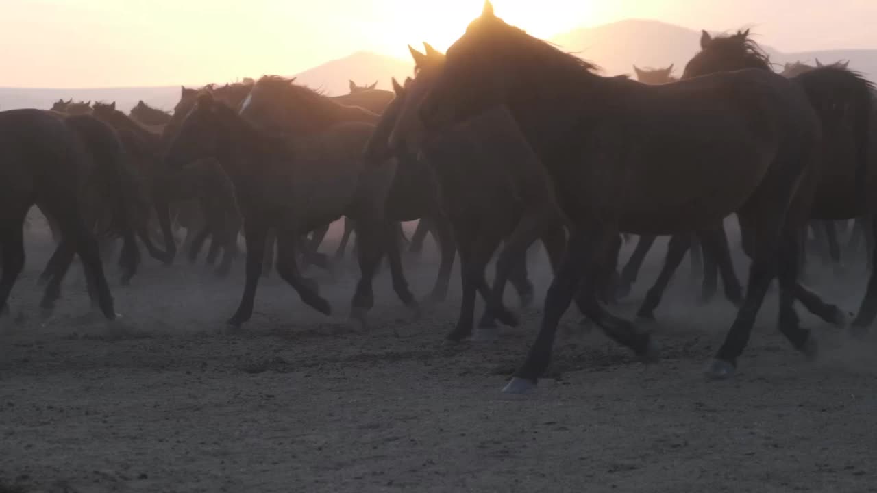 马视频下载