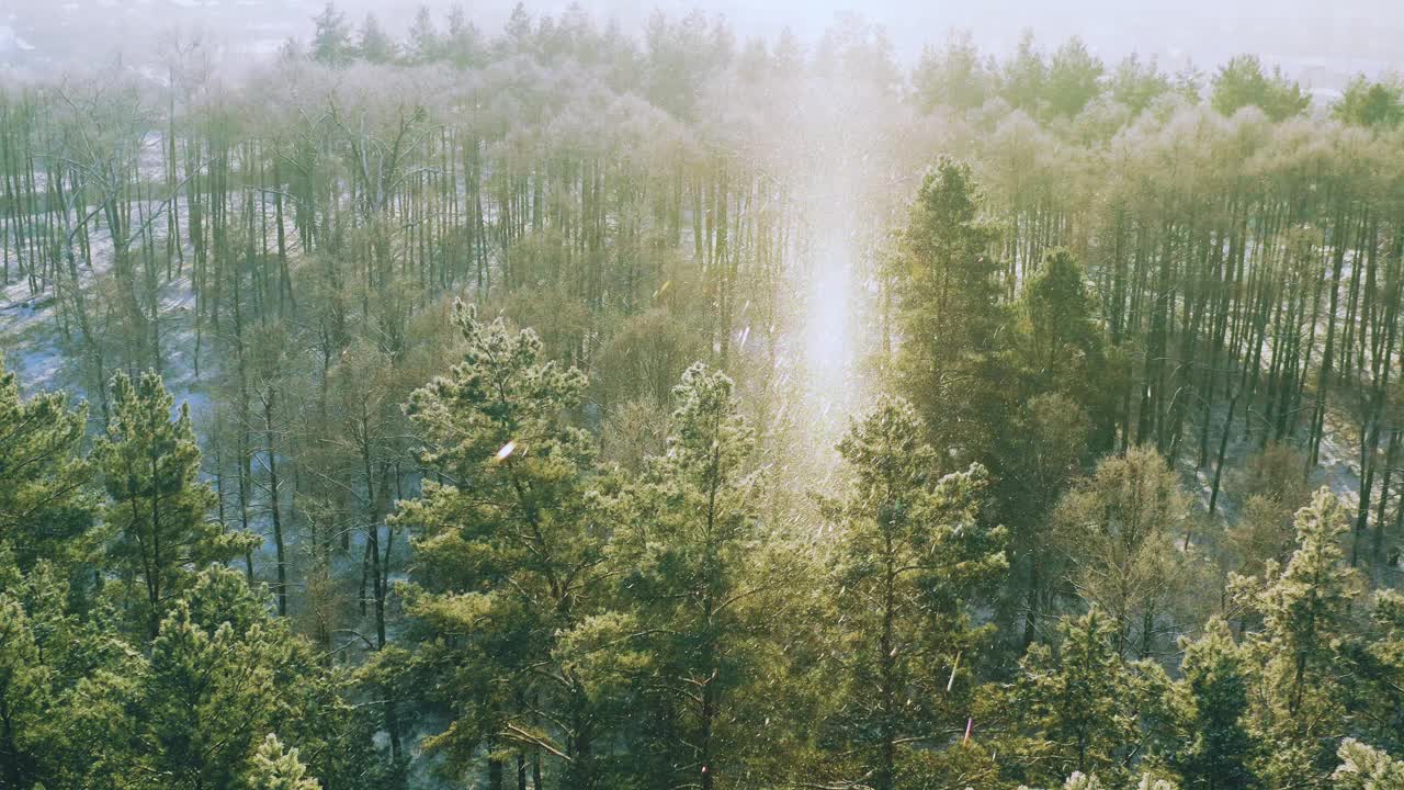 4K冬天霜冻日的雪林。在迷雾冰冻的早晨，空中俯瞰神奇的松树。日出日落阳光以上冬季自然景观。公园冰霜森林风景。高架视图视频素材