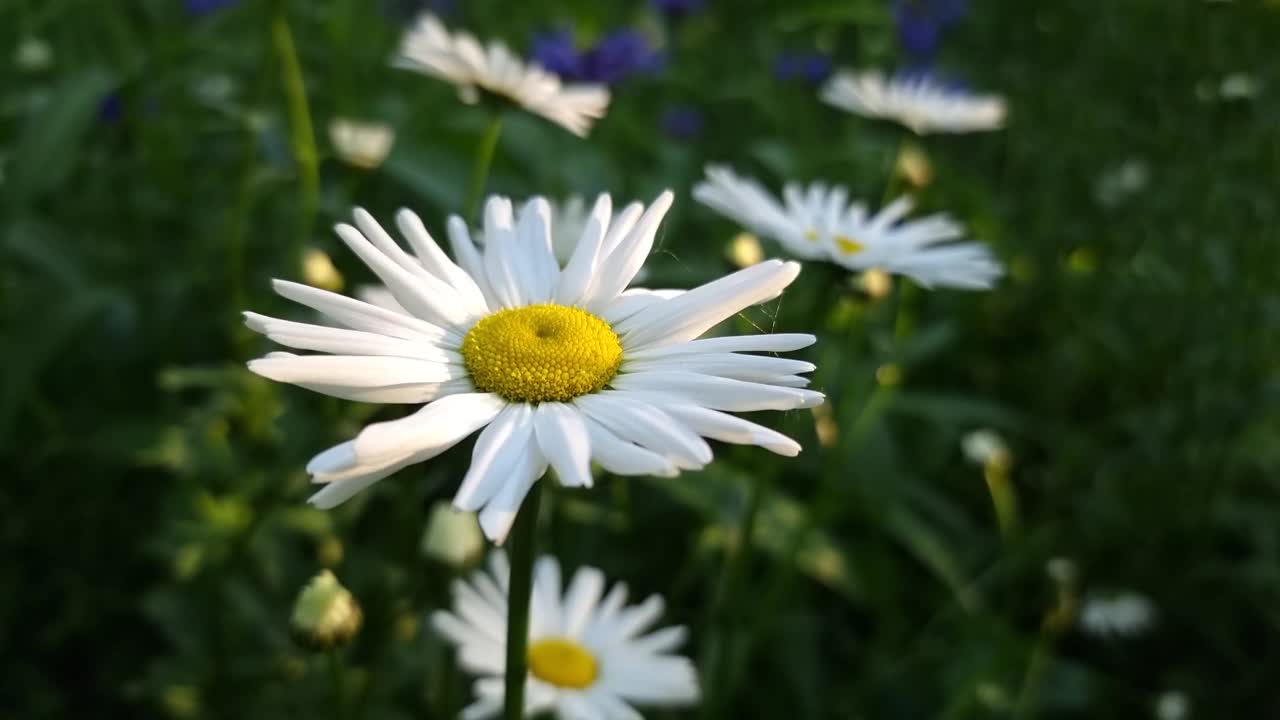 白色的甘菊在晨光的阳光下视频素材