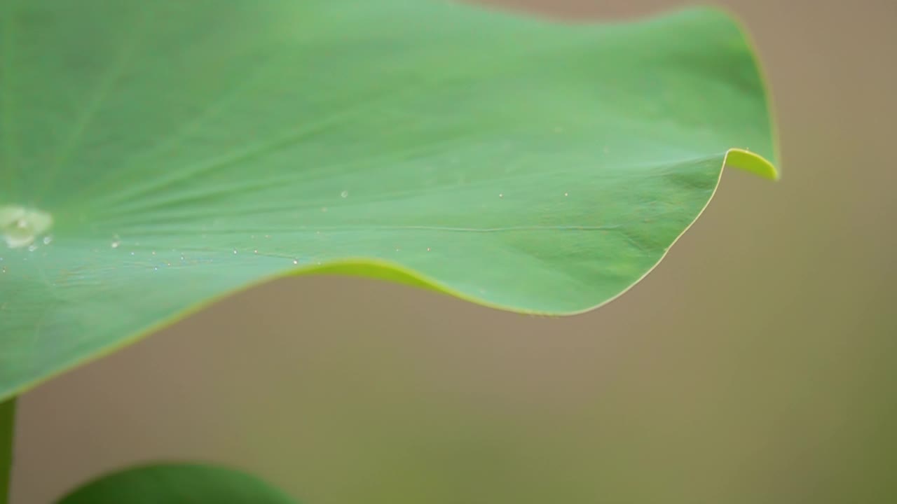 荷叶上的水滴，慢动作视频素材