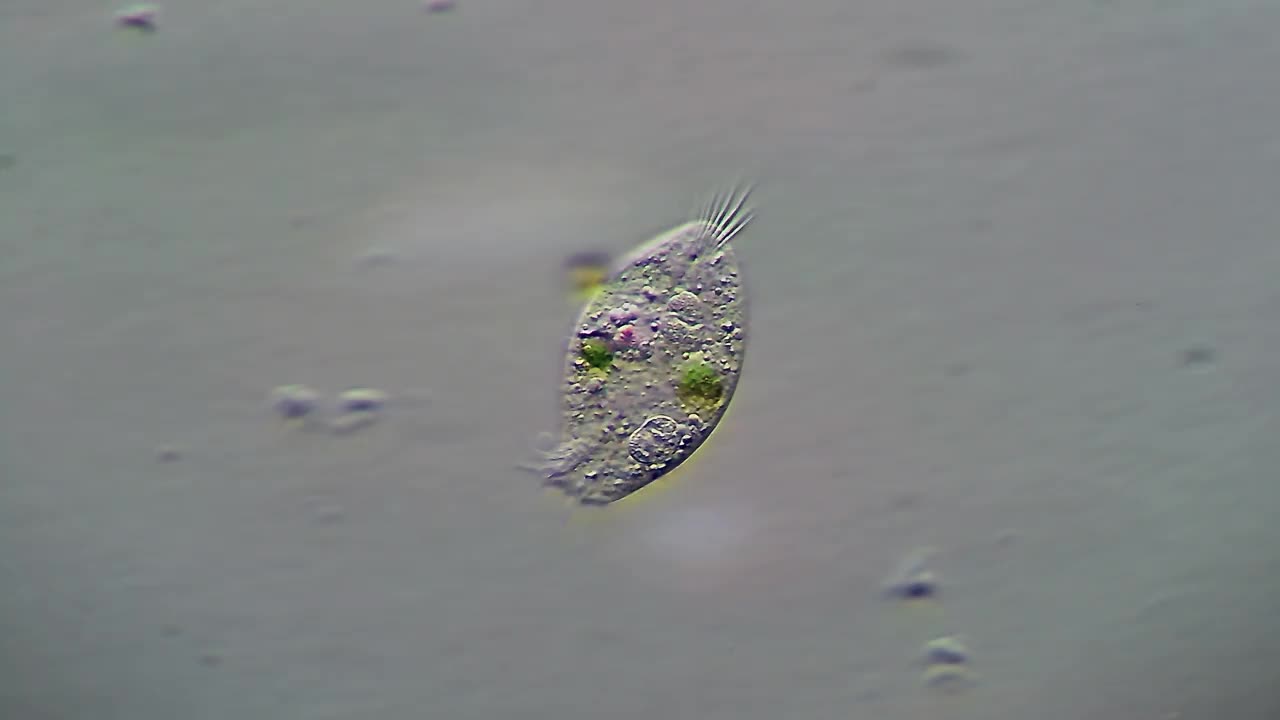 微生物-纤毛虫原生动物视频素材