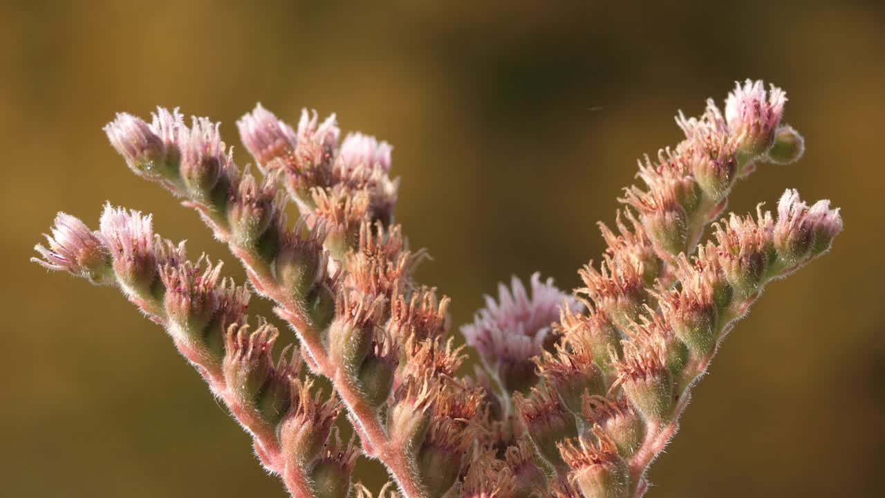 顶棚长生花或普通家韭视频素材