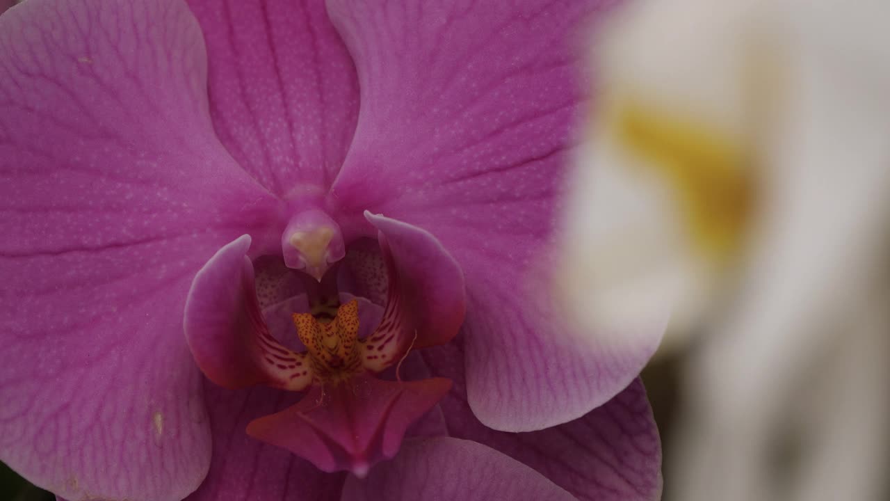 装饰兰花花的细节视频素材