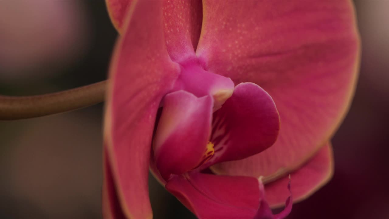 装饰兰花花的细节视频素材